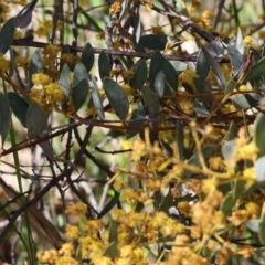 Acacia buxifolia subsp. buxifolia at Chiltern, VIC - 7 Sep 2023