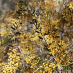 Acacia buxifolia subsp. buxifolia at Chiltern, VIC - 7 Sep 2023 12:00 PM