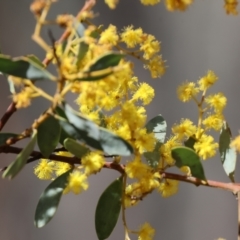 Acacia buxifolia subsp. buxifolia at Chiltern, VIC - 7 Sep 2023