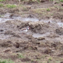 Charadrius melanops (Black-fronted Dotterel) at Lanyon - northern section A.C.T. - 8 Sep 2023 by RodDeb