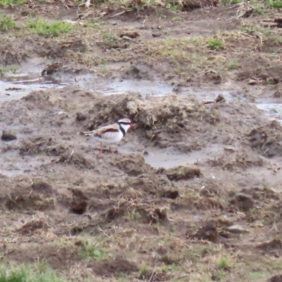 Charadrius melanops (Black-fronted Dotterel) at Lanyon - northern section - 8 Sep 2023 by RodDeb