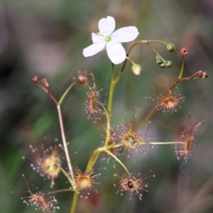 Drosera auriculata at Chiltern, VIC - 7 Sep 2023