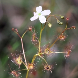 Drosera auriculata (Sundew) at Chiltern, VIC by KylieWaldon