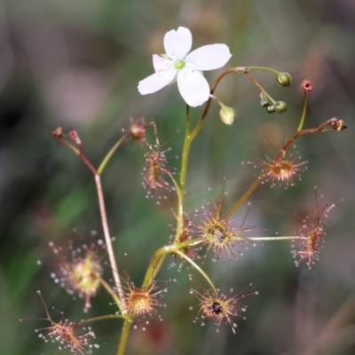 Drosera auriculata (Tall Sundew) at Chiltern, VIC - 7 Sep 2023 by KylieWaldon