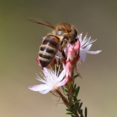 Apis mellifera (European honey bee) at Chiltern, VIC - 7 Sep 2023 by KylieWaldon