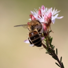 Apis mellifera at Chiltern, VIC - 7 Sep 2023 12:02 PM