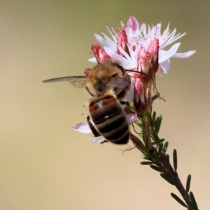 Apis mellifera at Chiltern, VIC - 7 Sep 2023