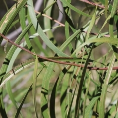 Acacia implexa (Hickory Wattle, Lightwood) at Chiltern, VIC - 7 Sep 2023 by KylieWaldon