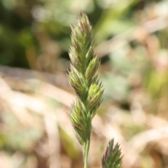 Dactylis glomerata (Cocksfoot) at O'Connor, ACT - 7 Sep 2023 by ConBoekel