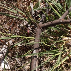 Dactylis glomerata at O'Connor, ACT - 7 Sep 2023