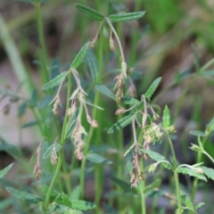 Gonocarpus tetragynus (Common Raspwort) at Chiltern, VIC - 7 Sep 2023 by KylieWaldon