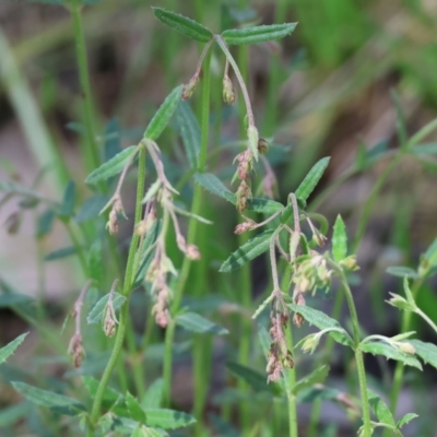 Gonocarpus tetragynus (Common Raspwort) at Chiltern, VIC - 7 Sep 2023 by KylieWaldon