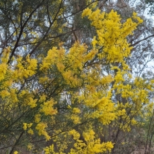 Acacia boormanii at Isaacs, ACT - 8 Sep 2023 03:19 PM