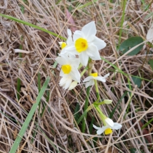 Narcissus tazetta at Isaacs, ACT - 8 Sep 2023 03:16 PM