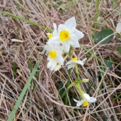 Narcissus tazetta (Jonquil) at Isaacs, ACT - 8 Sep 2023 by Mike