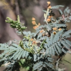 Acacia dealbata subsp. dealbata (Silver Wattle) at Chiltern, VIC - 7 Sep 2023 by KylieWaldon