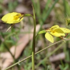 Diuris chryseopsis (Golden Moth) at Chiltern, VIC - 7 Sep 2023 by KylieWaldon