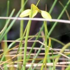 Diuris chryseopsis at Chiltern, VIC - suppressed