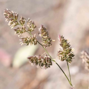 Dactylis glomerata at O'Connor, ACT - 7 Sep 2023 12:18 PM