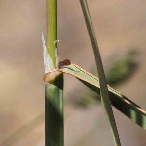 Dactylis glomerata at O'Connor, ACT - 7 Sep 2023 12:18 PM