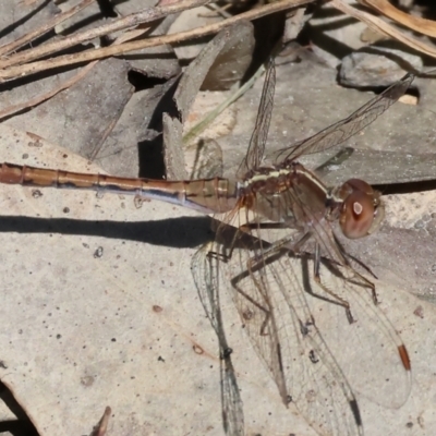 Diplacodes bipunctata (Wandering Percher) at Chiltern, VIC - 7 Sep 2023 by KylieWaldon