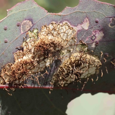 Unverified Other fungus at O'Connor, ACT - 7 Sep 2023 by ConBoekel