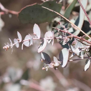 Eucalyptus cinerea subsp. cinerea at O'Connor, ACT - 7 Sep 2023