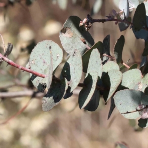 Eucalyptus cinerea subsp. cinerea at O'Connor, ACT - 7 Sep 2023