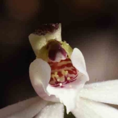 Caladenia fuscata (Dusky Fingers) at O'Connor, ACT - 7 Sep 2023 by ConBoekel