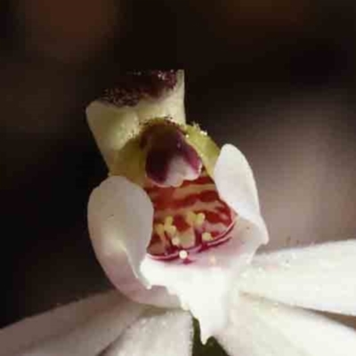 Caladenia fuscata (Dusky Fingers) at Caladenia Forest, O'Connor - 7 Sep 2023 by ConBoekel