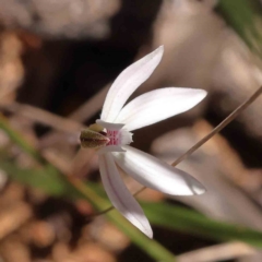 Caladenia fuscata at O'Connor, ACT - 7 Sep 2023