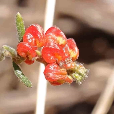 Grevillea alpina (Mountain Grevillea / Cat's Claws Grevillea) at Caladenia Forest, O'Connor - 7 Sep 2023 by ConBoekel