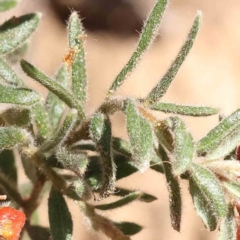 Grevillea alpina at O'Connor, ACT - 7 Sep 2023