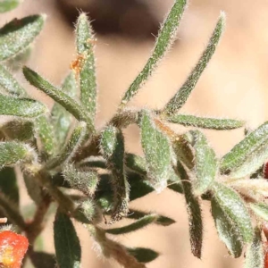 Grevillea alpina at O'Connor, ACT - 7 Sep 2023 12:36 PM