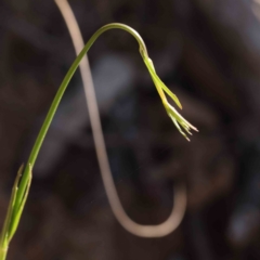 Wahlenbergia stricta subsp. stricta (Tall Bluebell) at Caladenia Forest, O'Connor - 7 Sep 2023 by ConBoekel