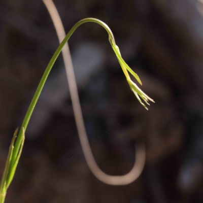 Wahlenbergia stricta subsp. stricta (Tall Bluebell) at O'Connor, ACT - 7 Sep 2023 by ConBoekel