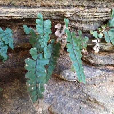 Adiantum diaphanum (Filmy Maidenhair) at Meryla State Forest - 5 Sep 2023 by plants