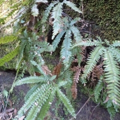 Adiantum hispidulum var. hispidulum (Rough Maidenhair) at Werai, NSW - 6 Sep 2023 by plants