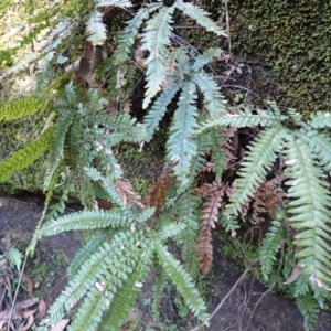Adiantum hispidulum var. hispidulum at Werai, NSW - suppressed