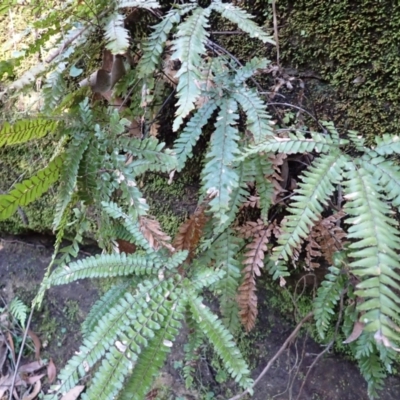 Adiantum hispidulum var. hispidulum (Rough Maidenhair) at Meryla State Forest - 5 Sep 2023 by plants