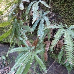 Adiantum hispidulum var. hispidulum (Rough Maidenhair) at Werai, NSW - 5 Sep 2023 by plants