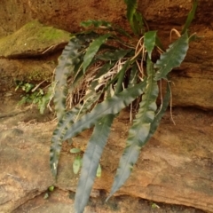Blechnum patersonii subsp. patersonii (Strap Water Fern) at Meryla State Forest - 5 Sep 2023 by plants