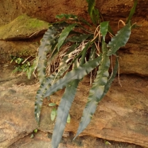 Blechnum patersonii subsp. patersonii at Werai, NSW - 6 Sep 2023