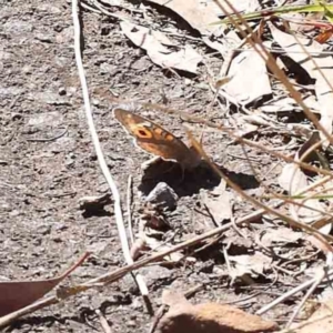 Junonia villida at Acton, ACT - 7 Sep 2023 12:48 PM