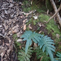 Blechnum wattsii (Hard Water Fern) at Meryla State Forest - 5 Sep 2023 by plants