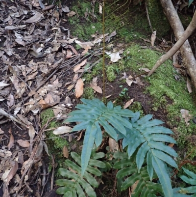 Blechnum wattsii (Hard Water Fern) at Meryla State Forest - 5 Sep 2023 by plants