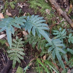 Blechnum wattsii at Werai, NSW - 6 Sep 2023 08:56 AM