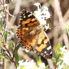 Vanessa kershawi (Australian Painted Lady) at Acton, ACT - 7 Sep 2023 by ConBoekel