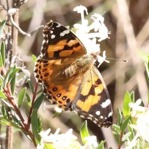 Vanessa kershawi at Acton, ACT - 7 Sep 2023 12:54 PM