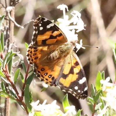 Vanessa kershawi (Australian Painted Lady) at Acton, ACT - 7 Sep 2023 by ConBoekel